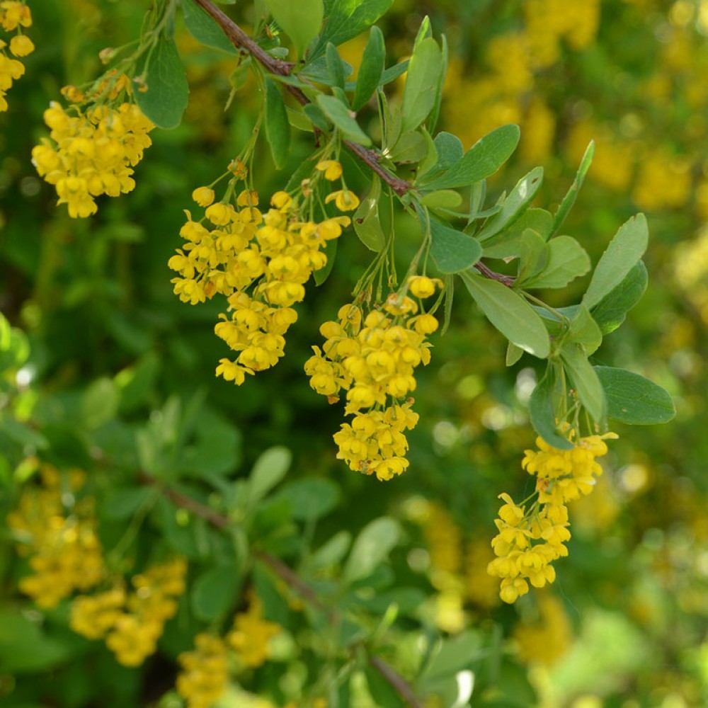 Berberis vulgaris. Барбарис обыкновенный (vulgaris). Барбарис обыкновенный вульгарис. Барбарис обыкновенный цветет. Барбарис остистый.